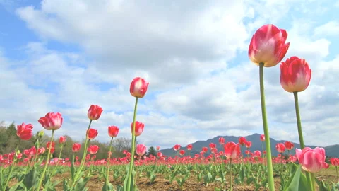 Tulips and Flowing Clouds Video stock 327541972