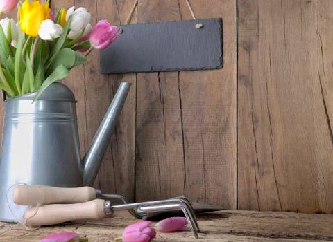 Tulips and gardening tools Stock Photos