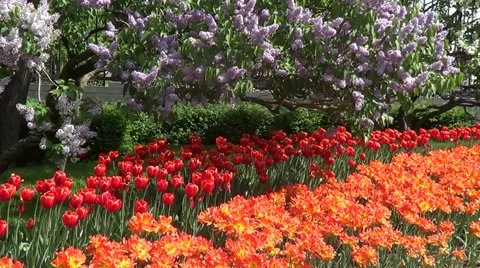 Tulips and lilac Stock Footage 59894014