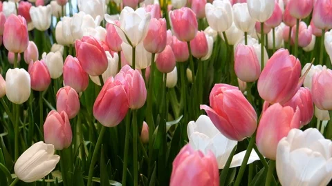 Tulips and nature Stock-Footage 120768034