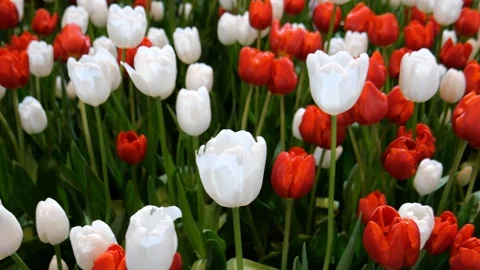 Tulips and nature Stock-Footage 120768100