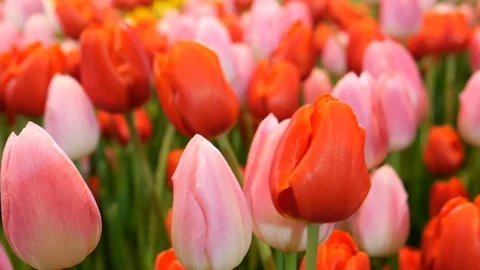 Tulips and nature Stock-Footage 120768581