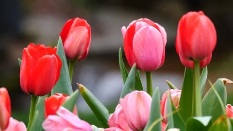 Tulips and Waterfall Stock Footage 126291715