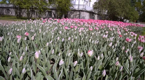 Tulips and white building Stock-Footage 63198802