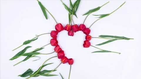 Tulips Appear in The Shape of a Heart on a White Background. Flower Video stock 75004010