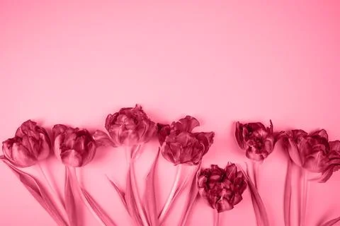 Tulips are embedded in the background, the background is painted in the color of Stock Photos