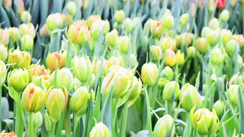Tulips are growing in the hothouse, worker on a background Stock Footage 158747391