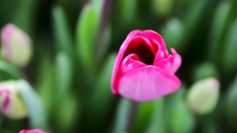 Tulips are growing in the hothouse, worker on a background Stock Footage 257427031