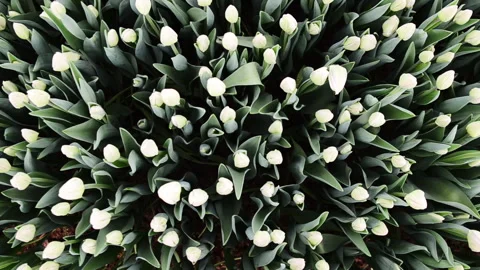 Tulips are growing in the hothouse, worker on a background Stock Footage 257427307