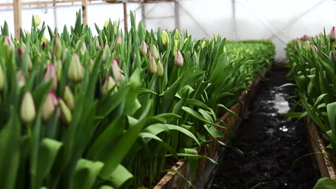Tulips are growing in the hothouse, worker on a background Stock Footage 257427607