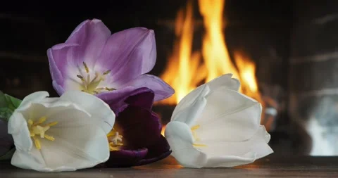 Tulips are lying on the table against the background of a burning fireplace. Vídeos de archivo 235511789