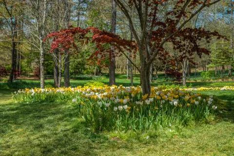 Tulips around a tree springtime Stock Photos