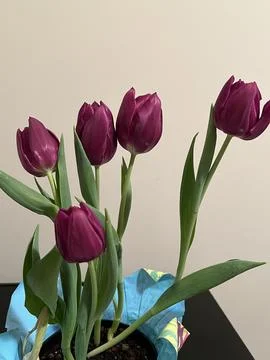 Tulips in Array Stock Photos