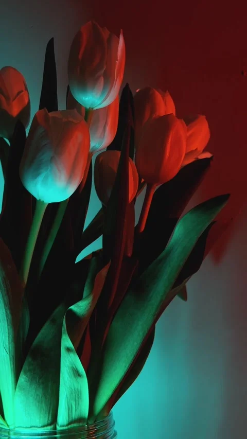 Tulips in Artistic Light. Stock Footage 327039393