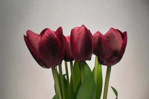Tulips on  background. Creative  concept. Foto stock