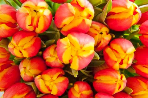 Tulips background Stock Photos