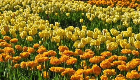 Tulips background Stock Photos