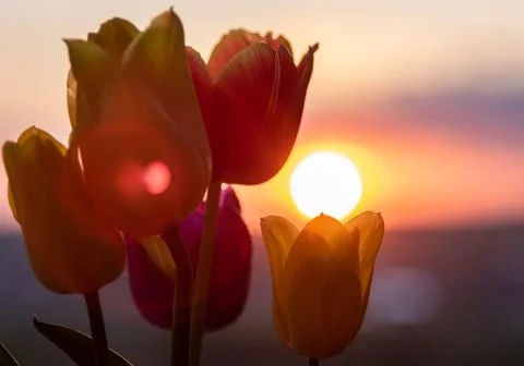 Tulips on the background of the sun Stock Photos
