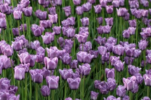Tulips background in sun spring day Stock Photos