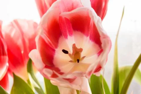 Tulips on the background of the window. Spring flowers. Macro photography Stock Photos