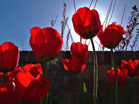 Tulips backlit by sun Stock Photos