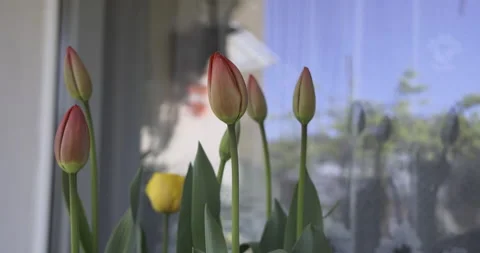 Tulips on the balcony, 4K Stock Footage 183958193
