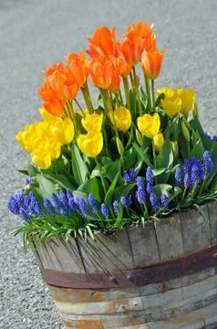 Tulips in barrel Foto stock