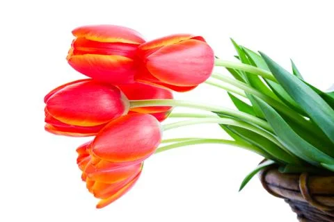 Tulips in basket Stock Photos
