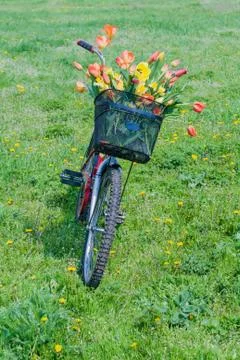 Tulips in the basket Stock Photos