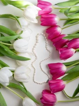 Tulips with beads on a white background Stock Photos