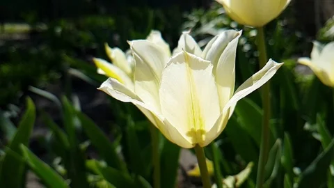 Tulips beautiful slow-motion Stock Footage 95577449