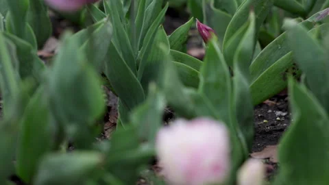 Tulips beautiful spring flowers. Stock Footage 334360345