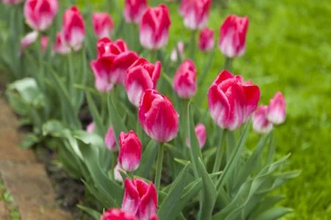 Tulips on a bed Stock Photos