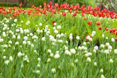 Tulips on a bed Stock Photos