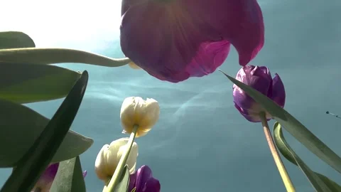 Tulips from below. Large tulips against the sky Stock Footage 273178538