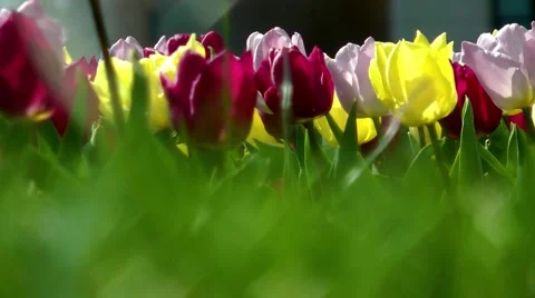 Tulips in Berlin in spring Video stock 58862551