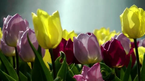 Tulips in Berlin in spring Stock Footage 58862605