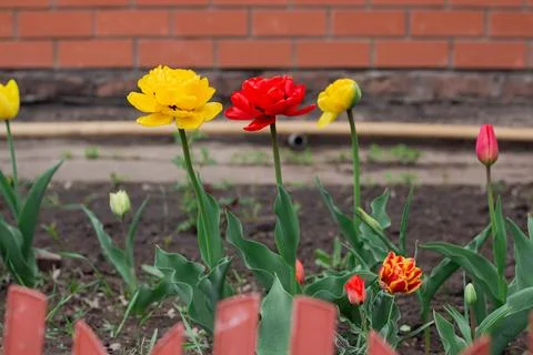 Tulips bloom in the backyard Stock Photos