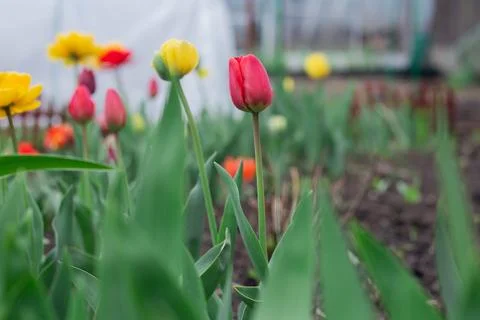 Tulips bloom in the backyard Photos