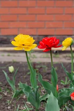 Tulips bloom in the backyard Stock Photos