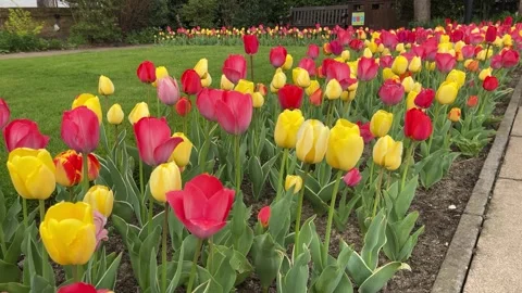 Tulips in bloom - close up Stock Footage 311534105