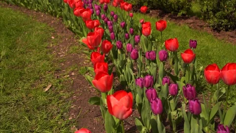 Tulips bloom in the park Video stock 237837245