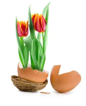 Tulips bloom Stock Photos