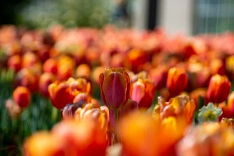 Tulips In Bloom Stock Photos