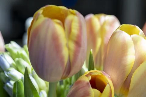 Tulips in bloom Stock Photos