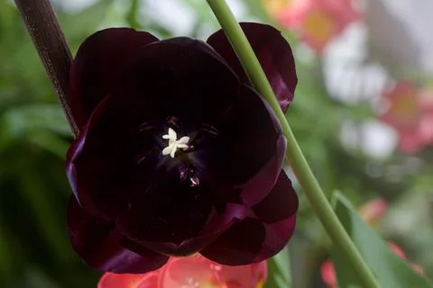 Tulips in bloom seen up close Stock Photos
