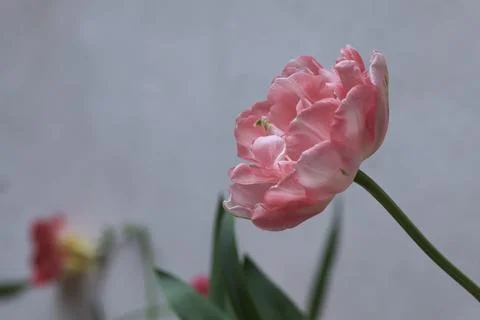 Tulips in bloom seen up close Stock Photos