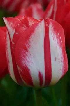 Tulips in bloom seen up close Stock Photos