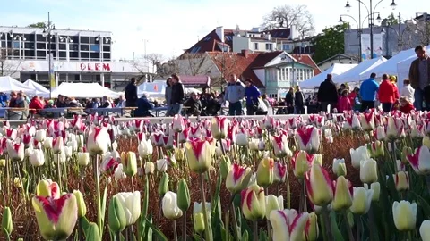 Tulips In Bloom On Sopot Square Stock Footage 72945558