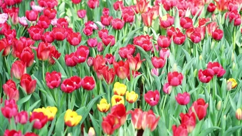 Tulips bloom in spring Stock Footage 141720689